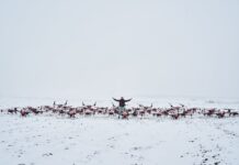 У Тернополі сформували найбільший у Європі флот дронів-обприскувачів.