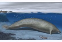 Bones of an ancient whale were found in Peru