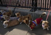 A corgi parade was held in London in honor of Queen Elizabeth II