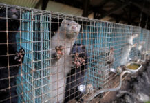 Fur farms will be banned in Lithuania